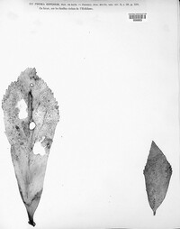 Phoma effusum image